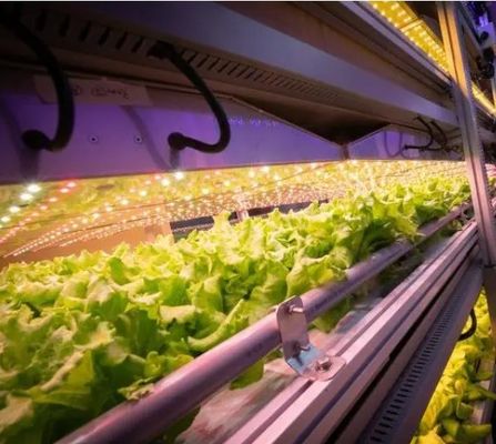 Casa de contenedores para el cultivo de verduras de hoja de doble capa y techo en forma de rendimiento