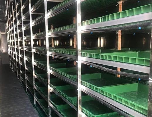 Invernadero de contenedores para transporte de verduras de hoja con techo de múltiples estiramientos y con forma de techo en forma