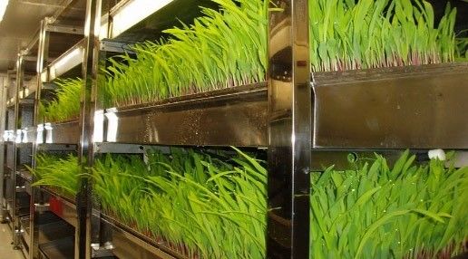 Opción de departamento Contenedor de verduras de hoja Casa con personalización y cubierta