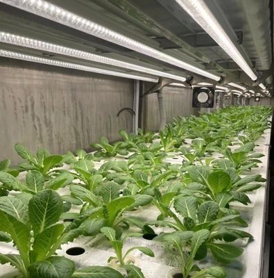 Opción de departamento Contenedor de verduras de hoja Casa con personalización y cubierta