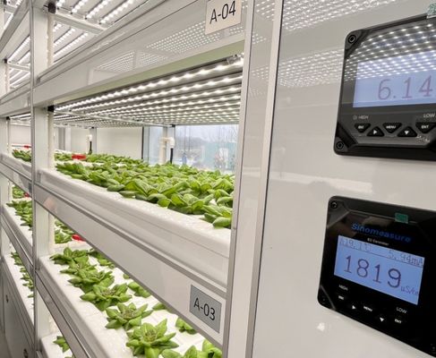 Método de cultivo hidropónico 40hq Contenedor Reefer para invernadero de vegetales de hoja