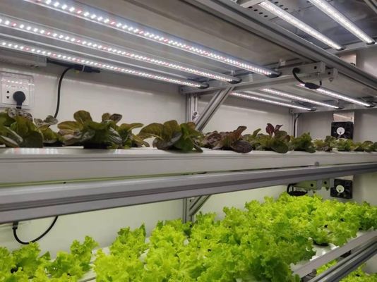 Método de cultivo hidropónico 40hq Contenedor Reefer para invernadero de vegetales de hoja
