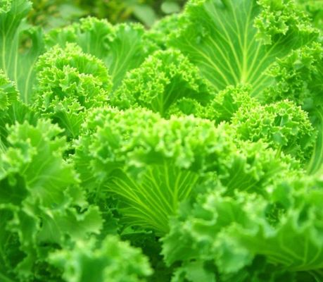 Método de cultivo hidropónico 40hq Contenedor Reefer para invernadero de vegetales de hoja