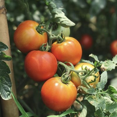 Invernadero hidropónico con techo arqueado para acuicultura y cultivo de vegetales