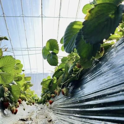 Optimizar el crecimiento con la luz solar y el riego por rocío Invernadero de plantación de flores