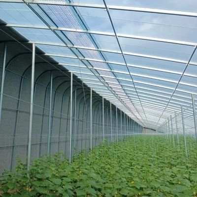 Optimizar el crecimiento con la luz solar y el riego por rocío Invernadero de plantación de flores