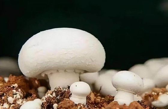 Jardín de contenedores de vegetales de hoja con techo en forma y opción de personalización