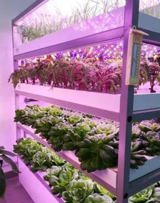 Jardín de contenedores de vegetales de hoja con techo en forma y opción de personalización