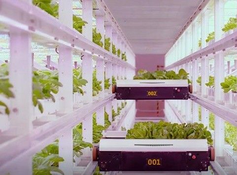 Jardín de contenedores de vegetales de hoja con techo en forma y opción de personalización