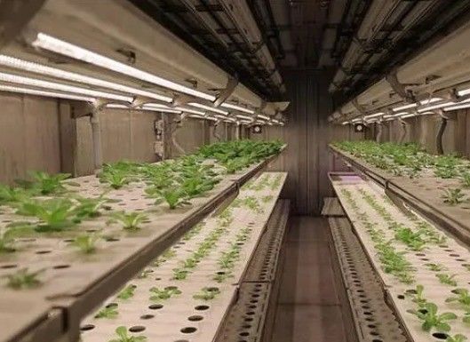 Jardín de contenedores de vegetales de hoja con techo en forma y opción de personalización