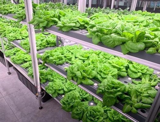 Jardín de contenedores de vegetales de hoja con techo en forma y opción de personalización