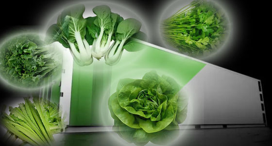 Jardín de contenedores de vegetales de hoja con techo en forma y opción de personalización