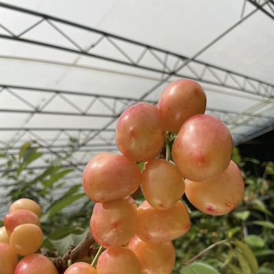 Hidroponía de personalización Invernadero de luz solar para la siembra comercial de vegetales