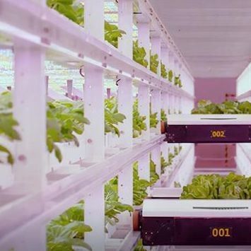 Invernadero de contenedores multi-espacio JX-CG-12 para verduras de hoja dentro de su presupuesto