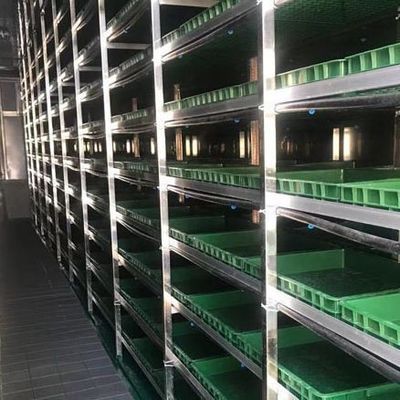 Invernadero de contenedores multi-espacio JX-CG-12 para verduras de hoja dentro de su presupuesto