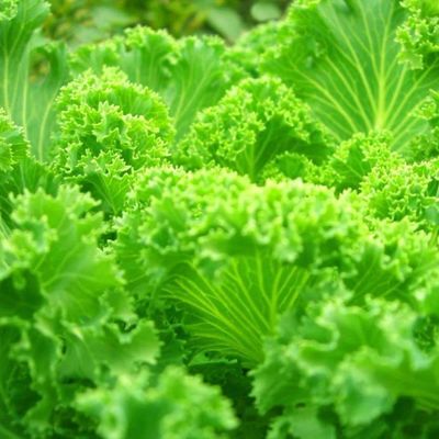 Invernadero de contenedores multi-espacio JX-CG-12 para verduras de hoja dentro de su presupuesto