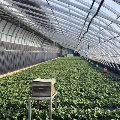 Maximice el rendimiento de sus cultivos con este invernadero de hidroponía vegetal solar grande