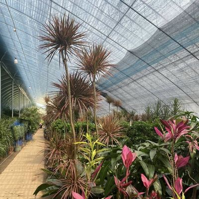 Maximice el rendimiento de sus cultivos con este invernadero de hidroponía vegetal solar grande