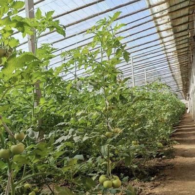 30 días de garantía de devolución vegetales luz solar invernadero sistema de riego de espuma 100.000kg