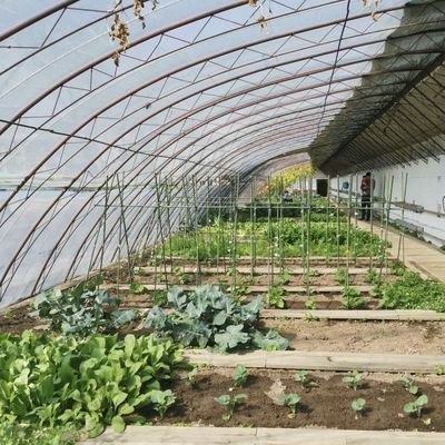 Solicitud personalizada Sistema de cultivo hidropónico de invernadero con luz solar para la plantación de flores