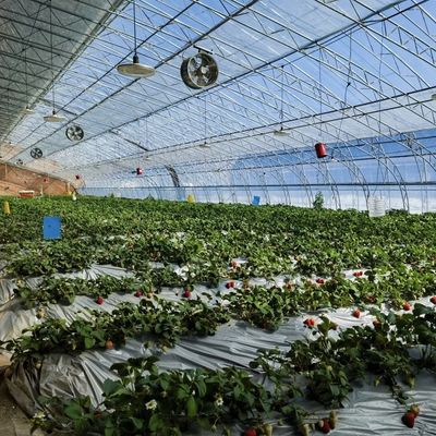Solicitud personalizada Sistema de cultivo hidropónico de invernadero con luz solar para la plantación de flores