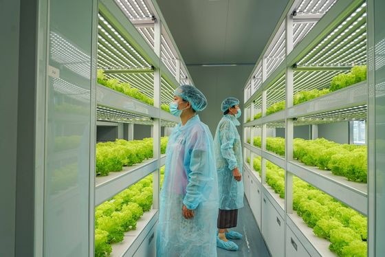 Sistema de iluminación de la agricultura de contenedores con tiempo de entrega estimado y bajo costo de envío