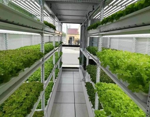 Sistema de iluminación de la agricultura de contenedores con tiempo de entrega estimado y bajo costo de envío