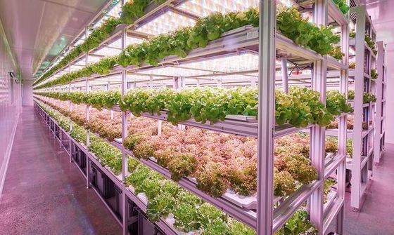 Sistema de iluminación de la agricultura de contenedores con tiempo de entrega estimado y bajo costo de envío