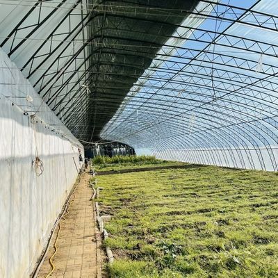 Pago completo de una sola capa de hidroponía de flores invernadero de luz solar para su pago inicial