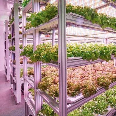 US 9.99/piece JX-H0032 Invernadero de contenedores hidropónicos verticales para transporte de vegetales