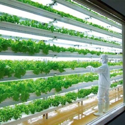 US 9.99/piece JX-H0032 Invernadero de contenedores hidropónicos verticales para transporte de vegetales