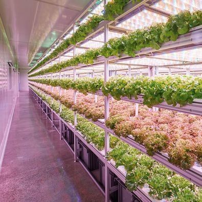 Departamento Contenedor de envío Solución de iluminación LED de invernadero para la plantación de verduras