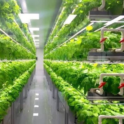 Departamento Contenedor de envío Solución de iluminación LED de invernadero para la plantación de verduras