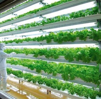 Departamento Contenedor de envío Solución de iluminación LED de invernadero para la plantación de verduras