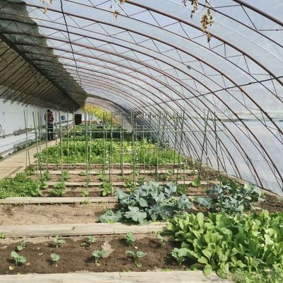 Plantación de flores Invernadero de luz solar con estructura de acero de doble o sola capa
