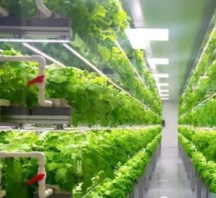 Sistema de contenedores de cultivo hidropónico vertical en invernadero en contenedor de 40FT 40HQ Reefer