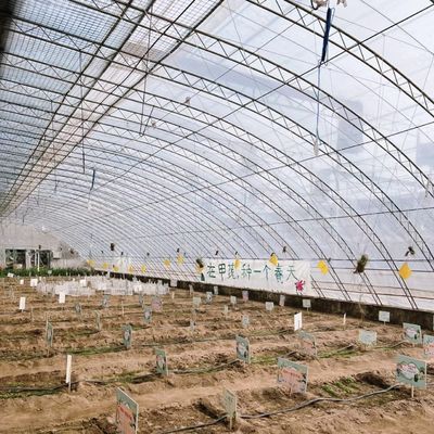 Plantación de flores Invernadero de luz solar con estructura de acero de doble o sola capa