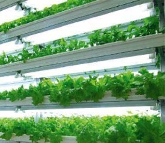 Sistema de contenedores de cultivo hidropónico vertical en invernadero en contenedor de 40FT 40HQ Reefer
