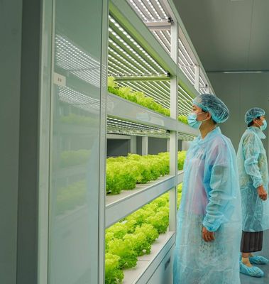 Sistema de contenedores de cultivo hidropónico vertical en invernadero en contenedor de 40FT 40HQ Reefer