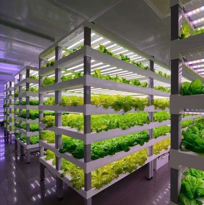 Material de cubierta de acero Sistema hidropónico de contenedores de cultivo vertical para techo en forma