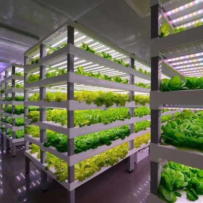 Invernadero de contenedores para el cultivo de vegetales de hoja verde de múltiples tramos y cubierta de acero