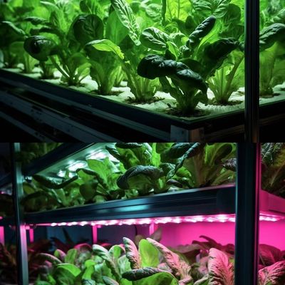 Invernadero de contenedores para el cultivo de vegetales de hoja verde de múltiples tramos y cubierta de acero