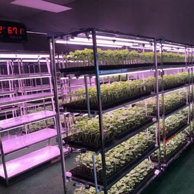 Invernadero de contenedores para el cultivo de vegetales de hoja verde de múltiples tramos y cubierta de acero