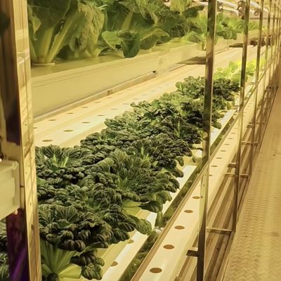 Contenedor grande de alcachofa La solución perfecta para el cultivo hidropónico de vegetales de hoja