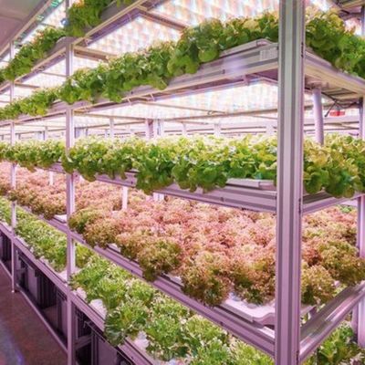 Contenedor grande de alcachofa La solución perfecta para el cultivo hidropónico de vegetales de hoja