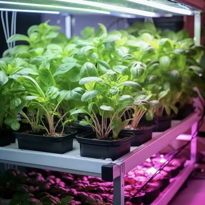 Contenedor grande de alcachofa La solución perfecta para el cultivo hidropónico de vegetales de hoja