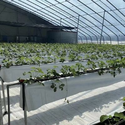 Plantación de flores Sistema de riego por goteo Invernadero de luz solar con solicitud personalizada