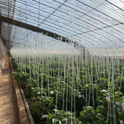 Plantación de flores Sistema de riego por goteo Invernadero de luz solar con solicitud personalizada