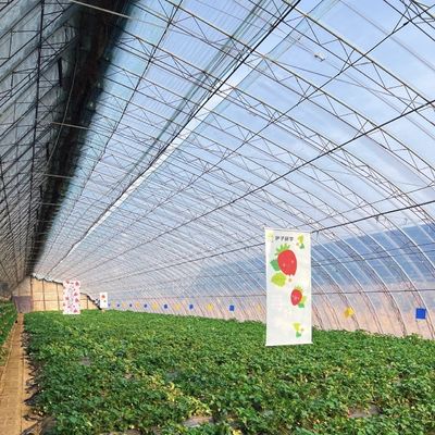 Cultivo hidropónico de invernadero de múltiples períodos impulsado por la luz solar Costo de envío y tiempo de entrega