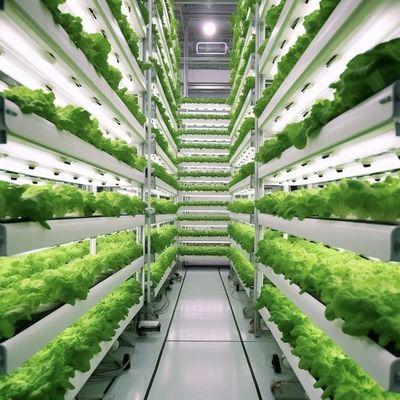Método de cultivo hidropónico Contenedor de arrecifes Invernadero de vegetales con materiales